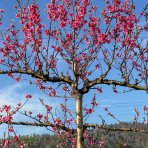 Broskyňa obyčajná (Prunus persica) ´REDHAVEN´ výška: 300 cm, obvod kmeňa: 24/26 cm, kont. C230L - tvarovaná stena